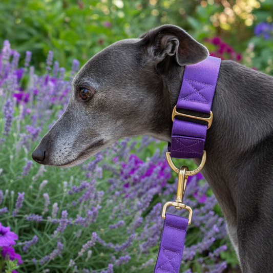 Whippet wearing a purple martin gale collar with a matching leash waling in a garden