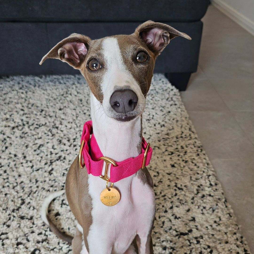 Pink Italian greyhound collar