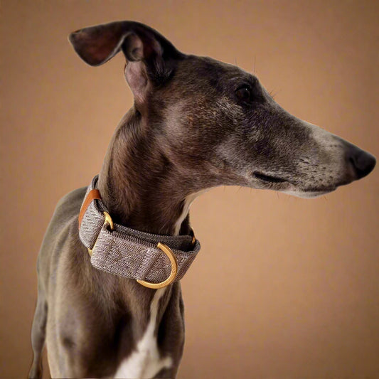 chevron whippet collar