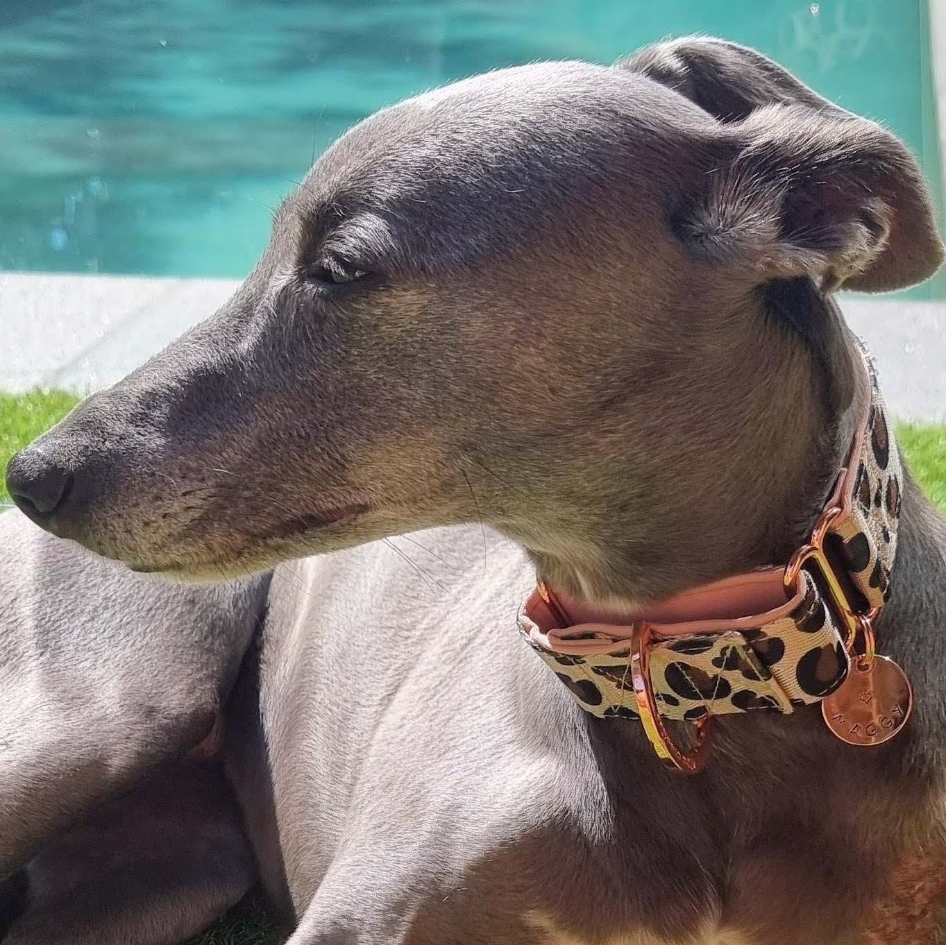 Whippet wearing leopard print dog collar