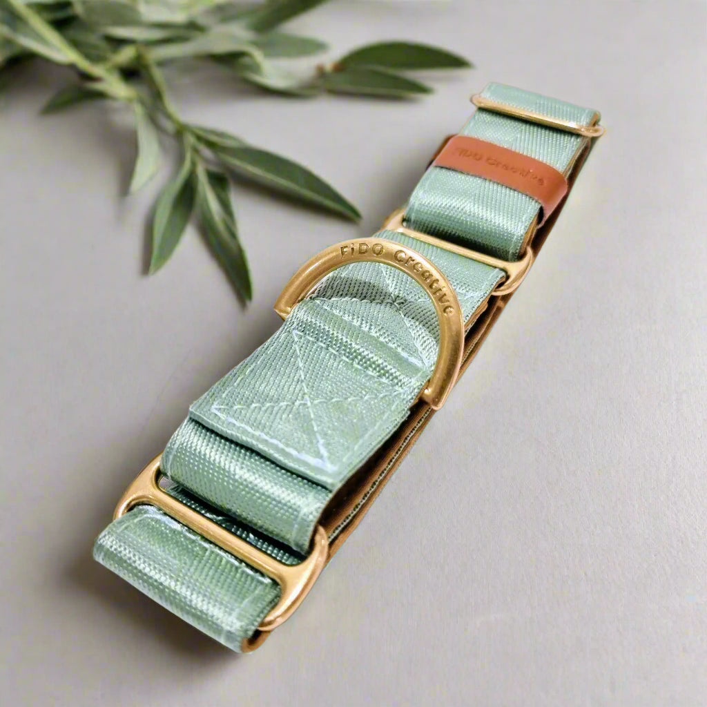 Light green and gold martingale dog collar