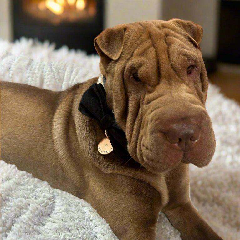 Black bow tie for dogs - Velvet