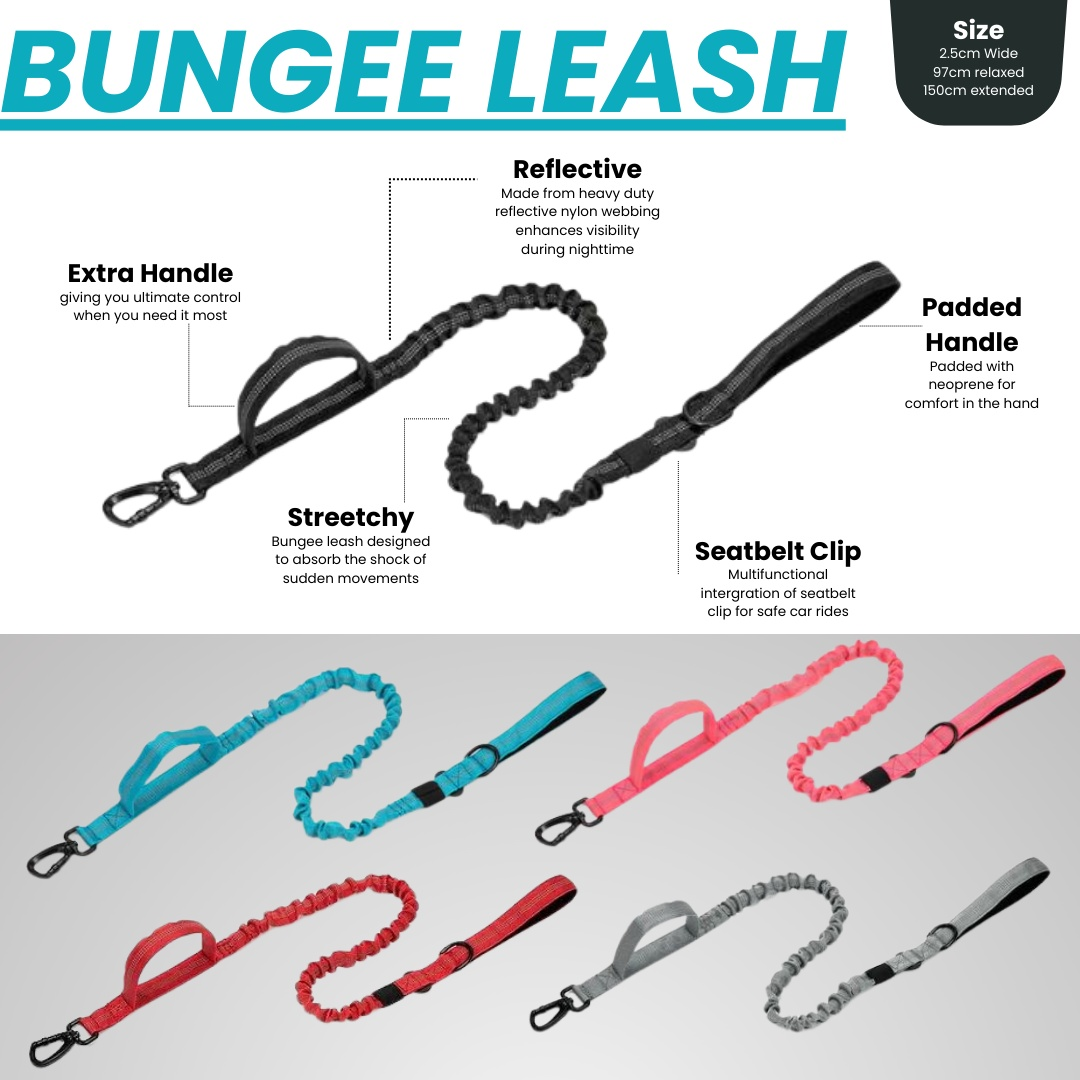 Reflective bungee dog leash with seatbelt clip