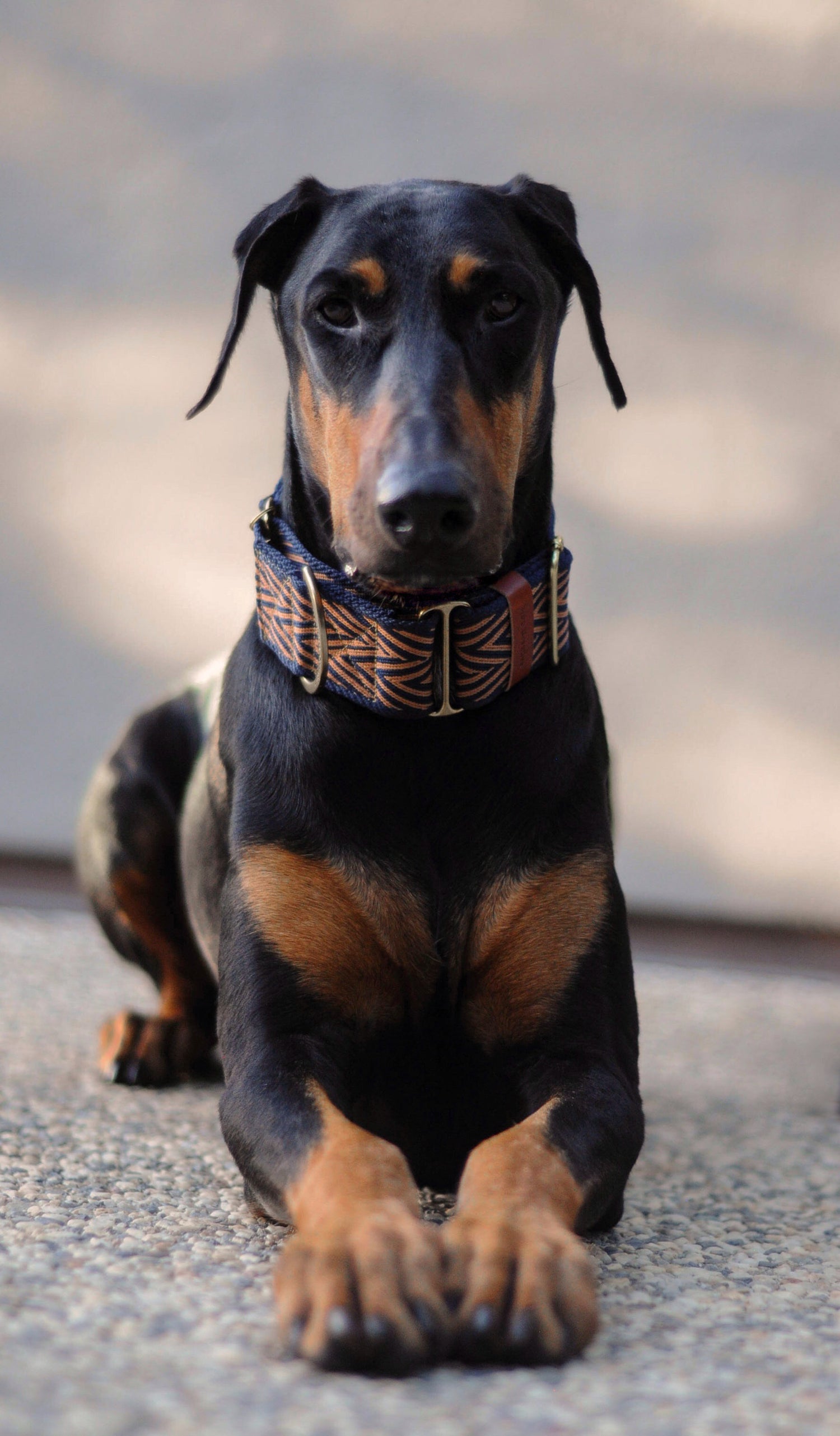 Doberman wearing navy blue and tan zig zag martingale collar