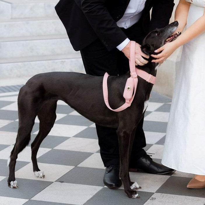 Light pink greyhound collar