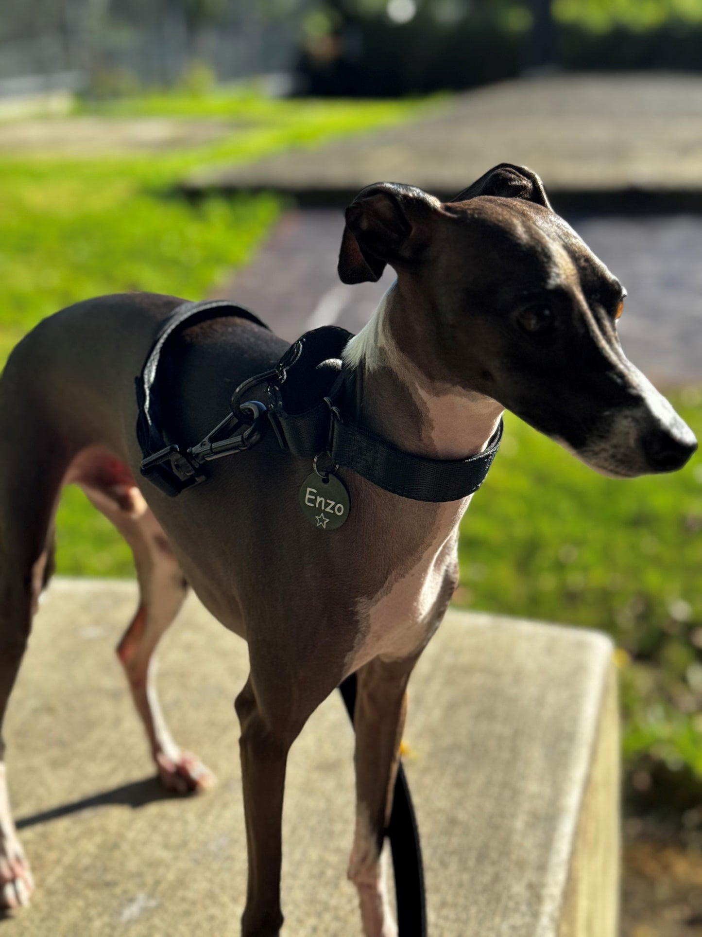 Black dog leash - neoprene padded