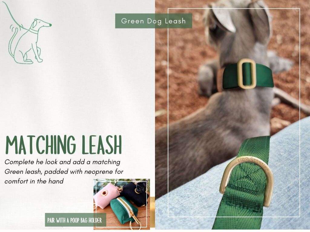 Whippet wearing green dog collar and leash 