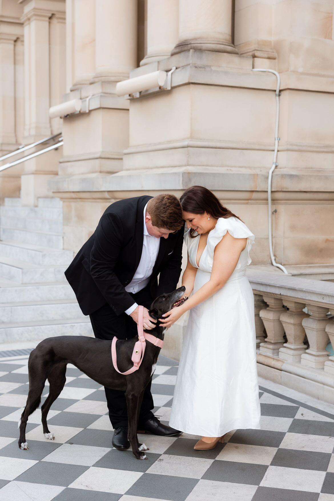 Dog wedding accessories 