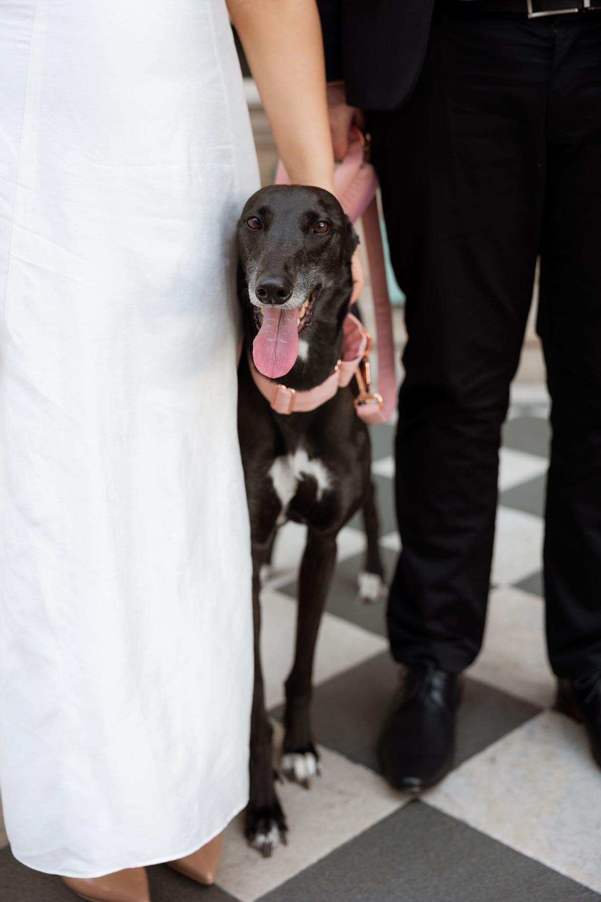 Greyhound wedding collar