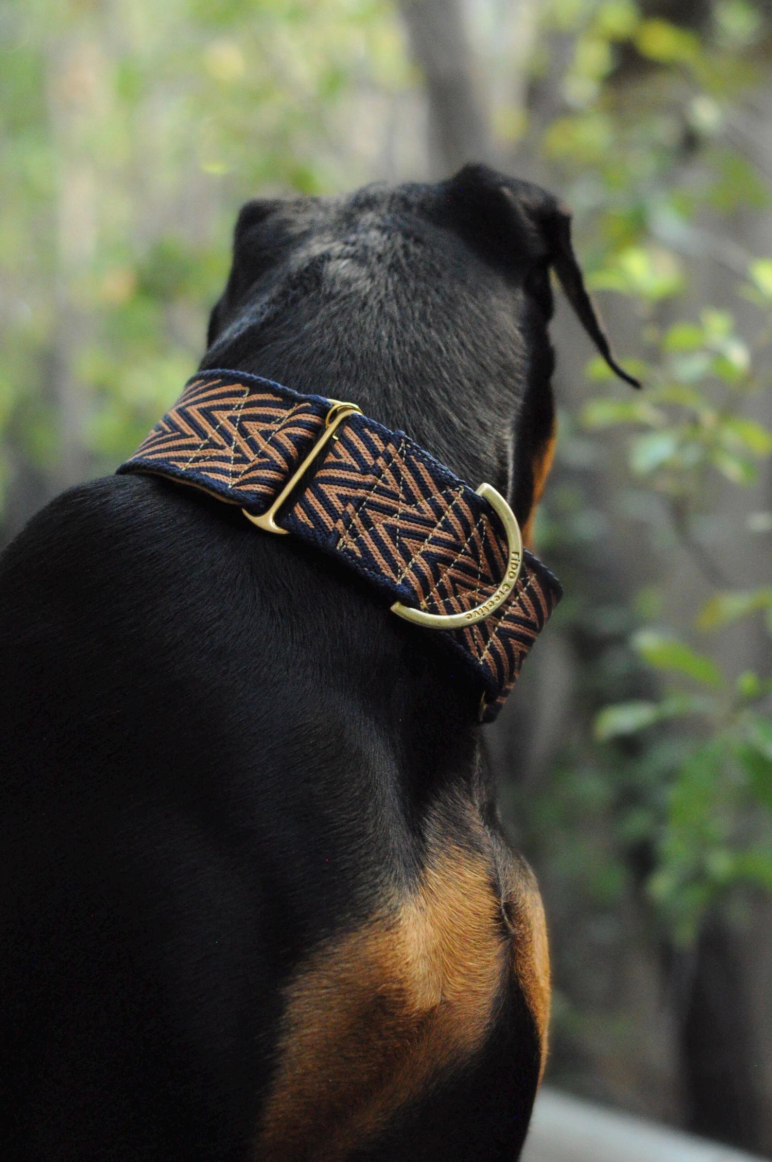 Doberman wearing wide dog collar