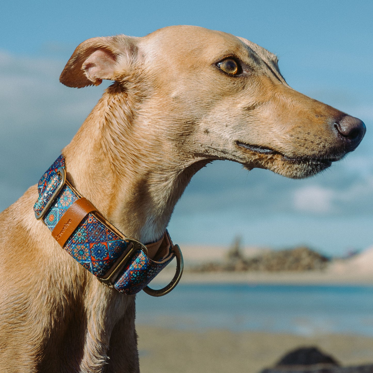 whippet wearing a colorful martingale dog collar standing on a beach with a blue sky.