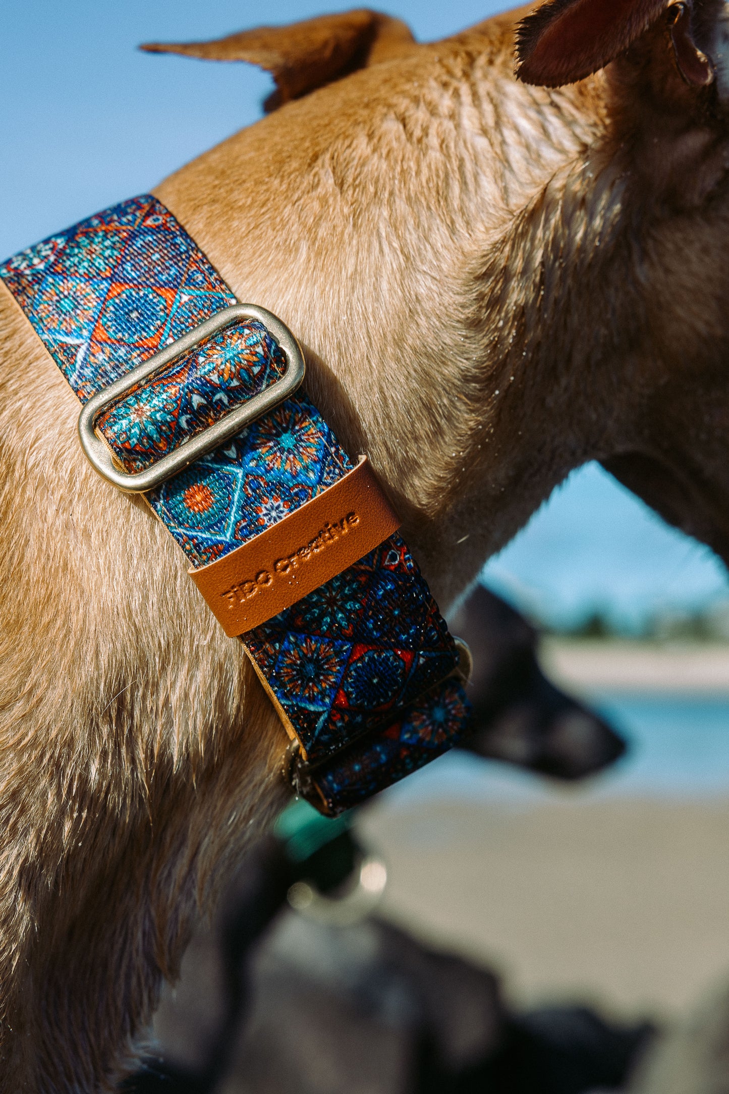 Martingale Dog Collar – Mosaic Pattern, Soft Neoprene Padding, Adjustable Training Collar with Brass Hardware
