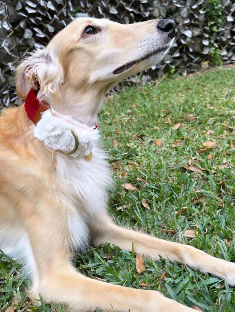 Martingale collar for Christmas 