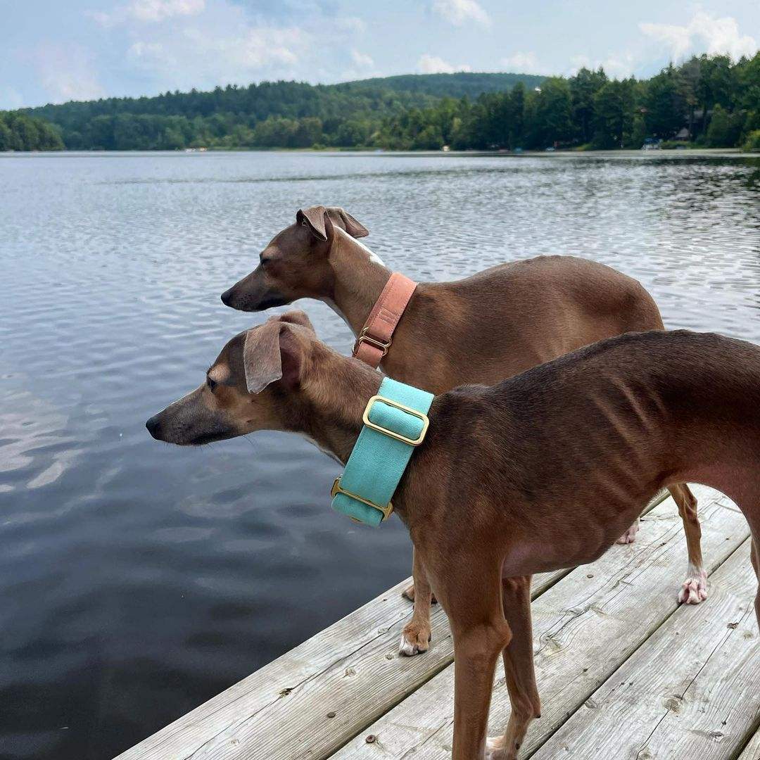 Italian greyhound collars