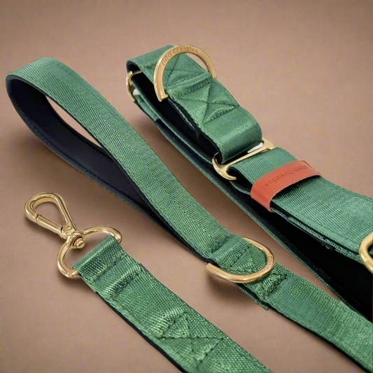 a green martingale dog collar with a gold