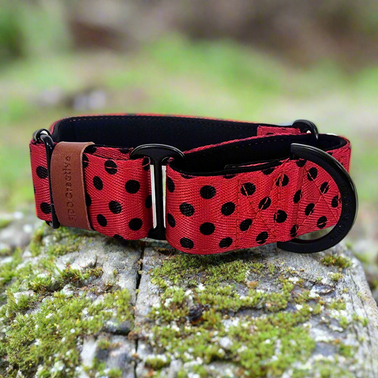 Red and black dotty martingale collar