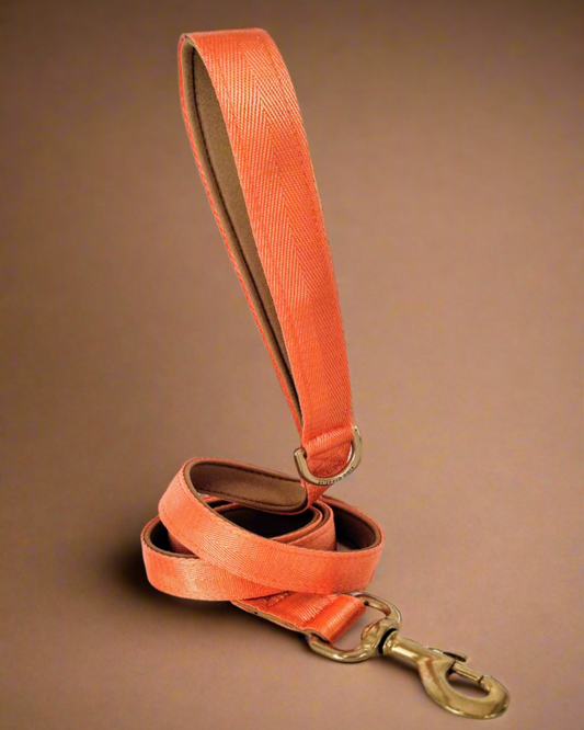 Orange dog leash 