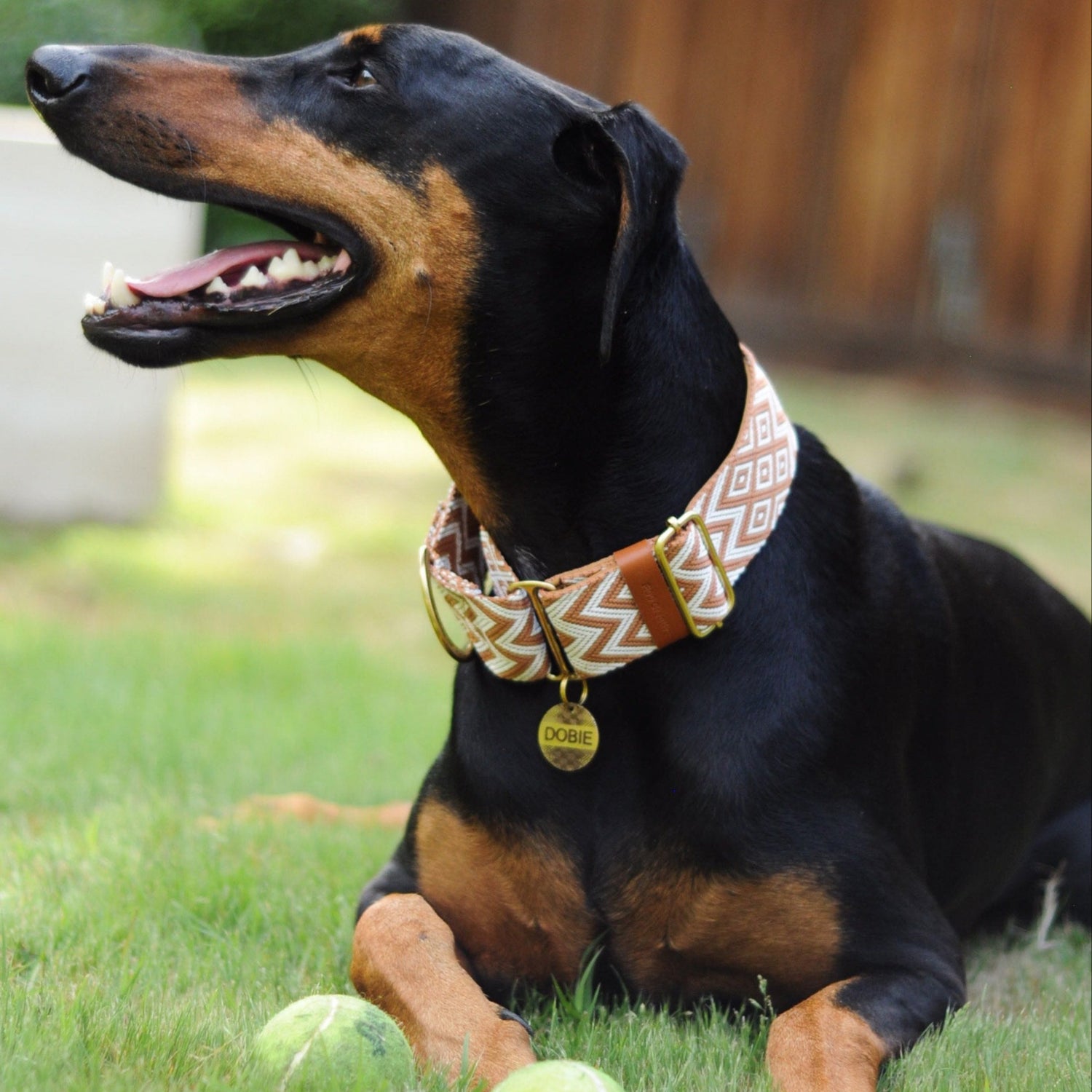 Doberman wearing dog collar