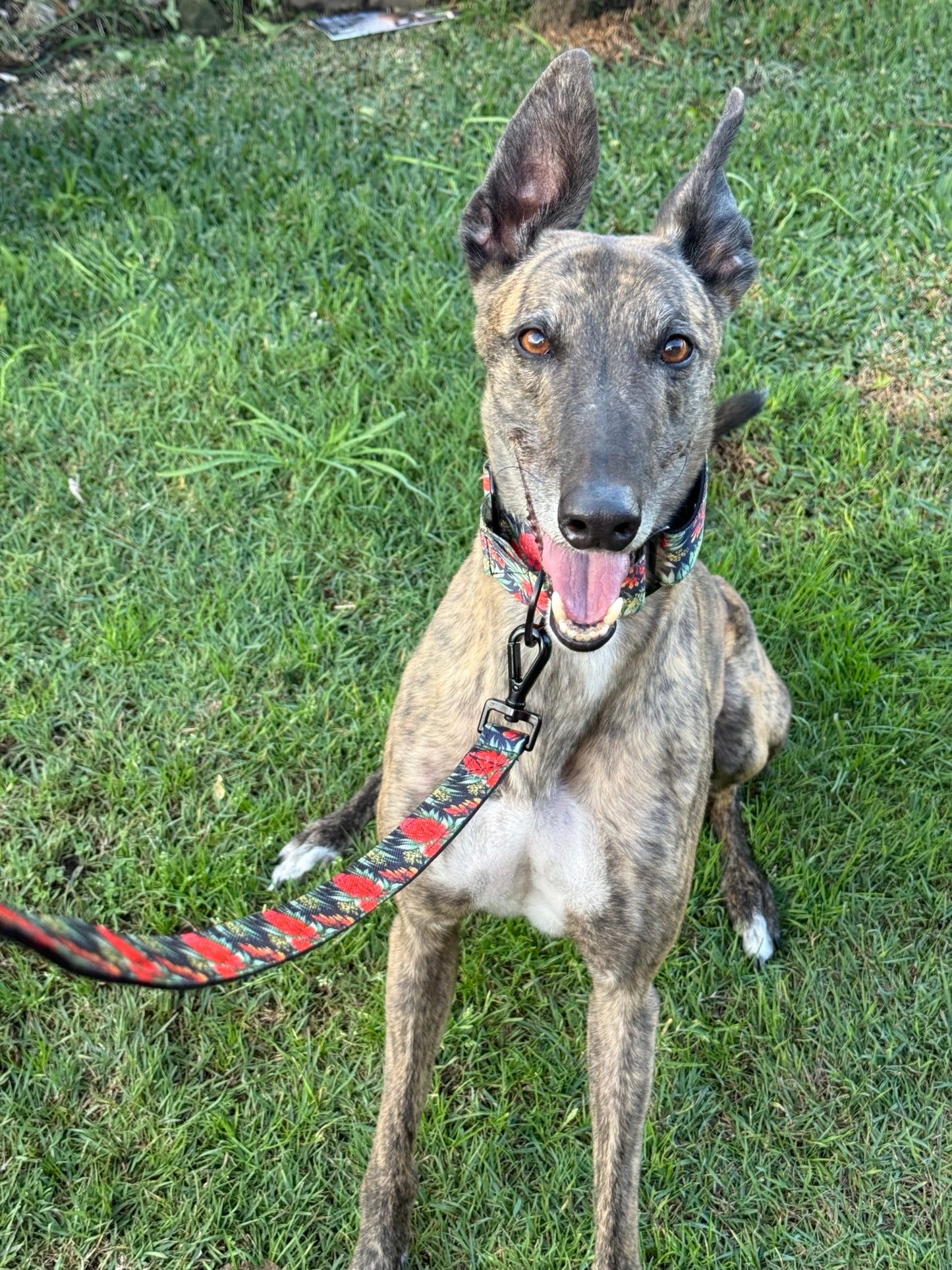 Waratah Dog Leash - Padded