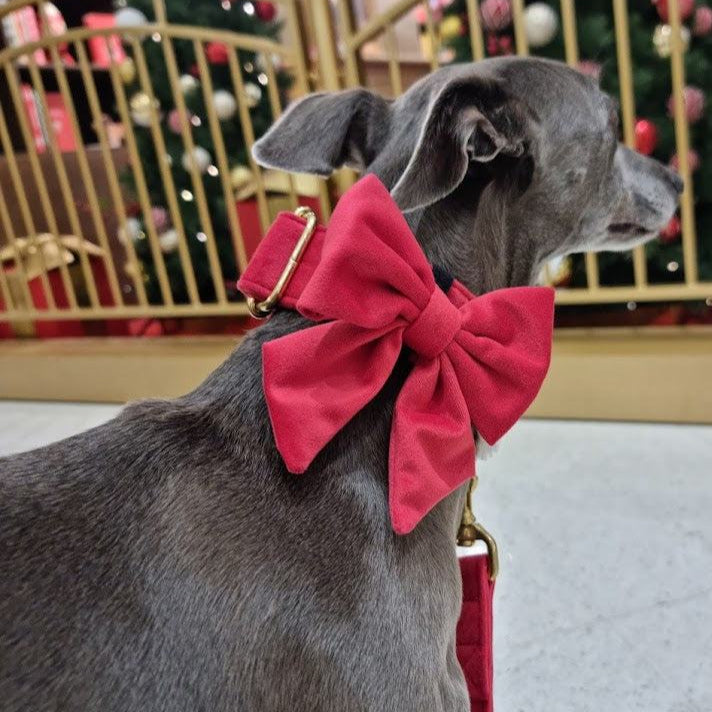Red velvet dog bowtie