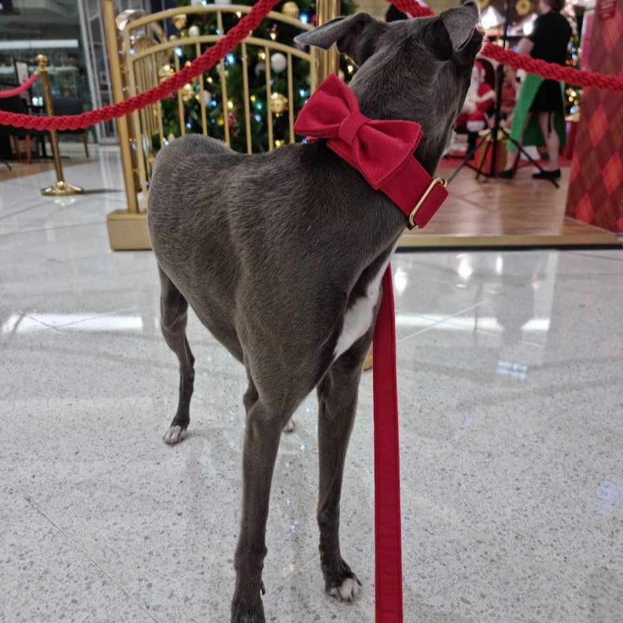 Whippet wearing red dog bow tie