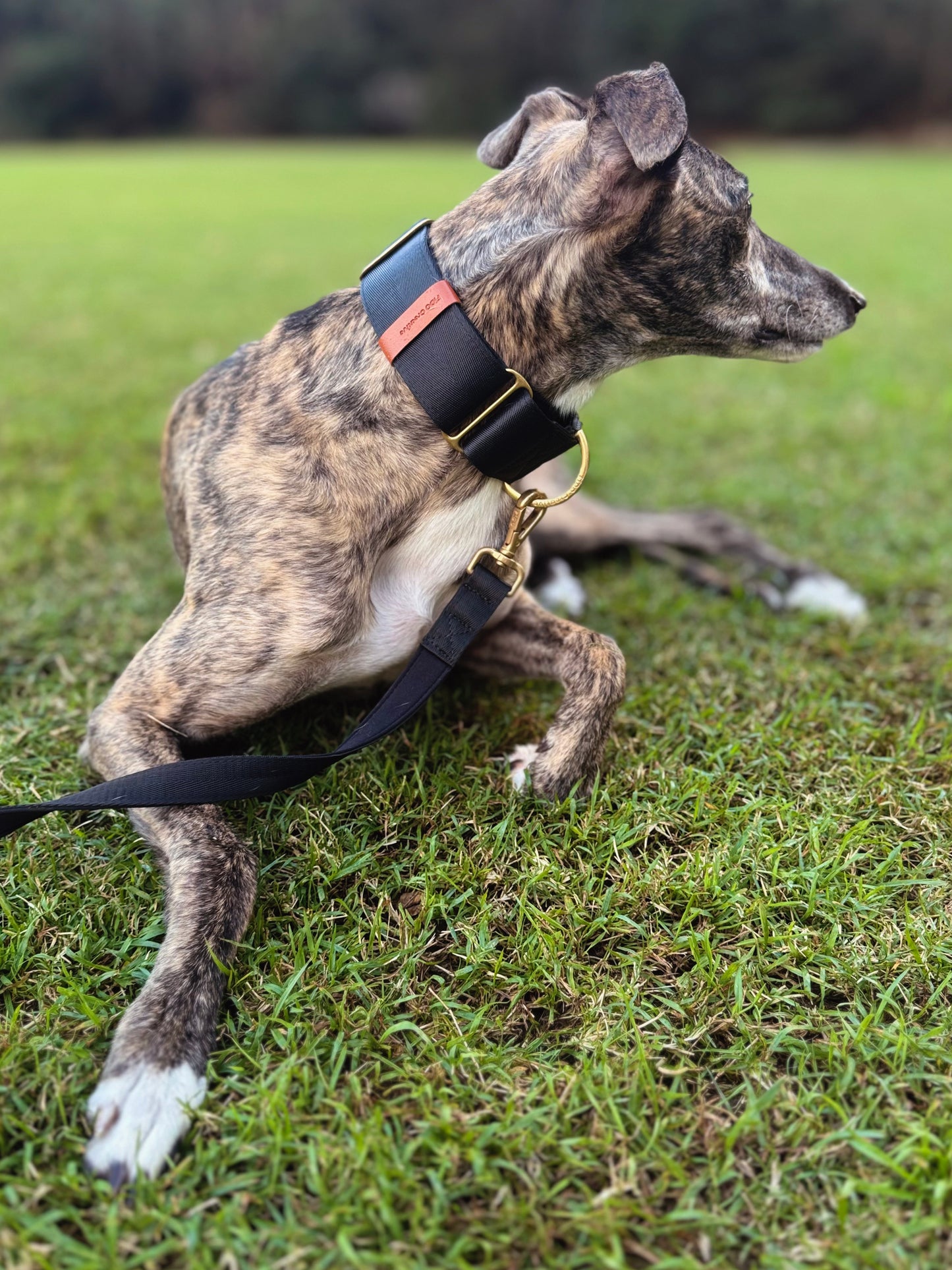 Black dog leash - neoprene padded