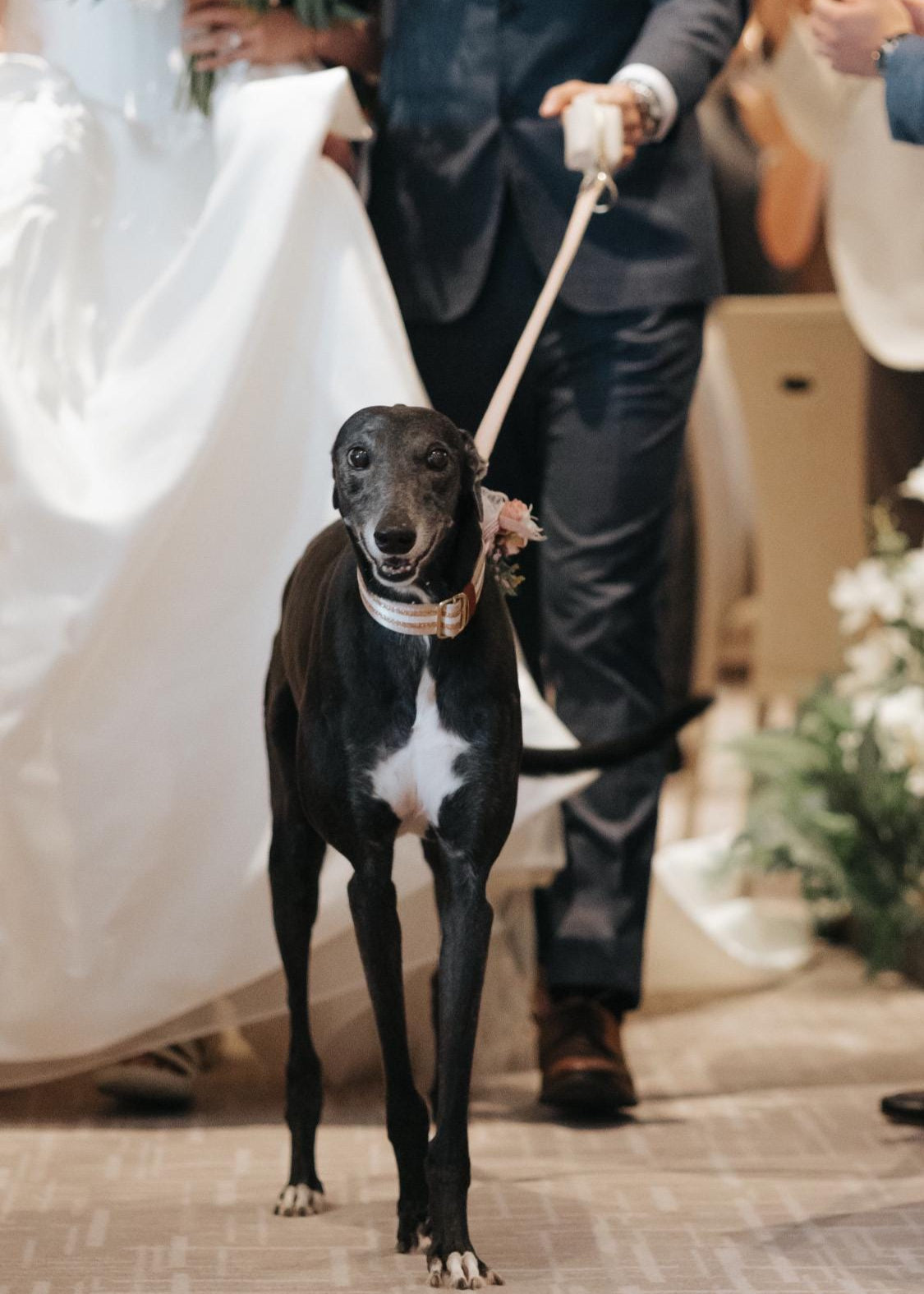 Wedding collar for greyhound