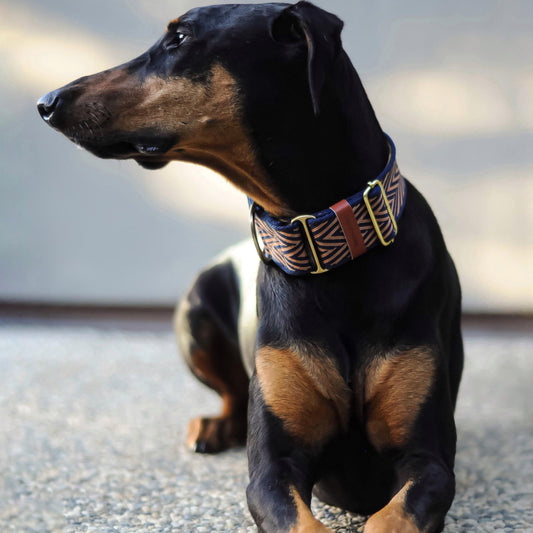 Doberman wearing a luxury martingale collar with zig zag pattern