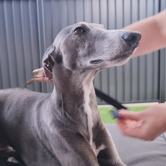 House dog collar on whippet