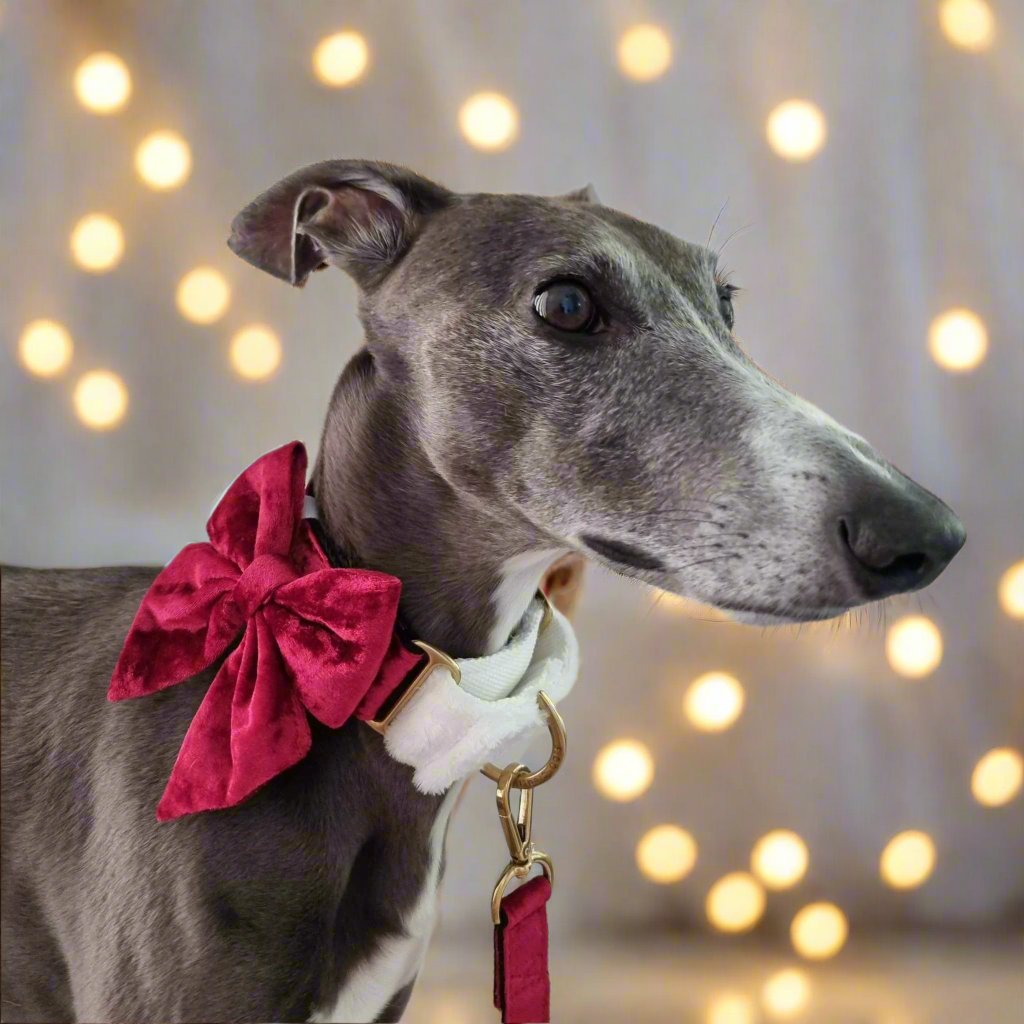 Greyhound Christmas collar