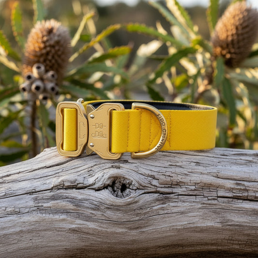 Yellow padded dog collar with buckle - Optional personalisation