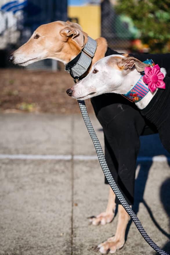 Dog Leash, Houndstooth