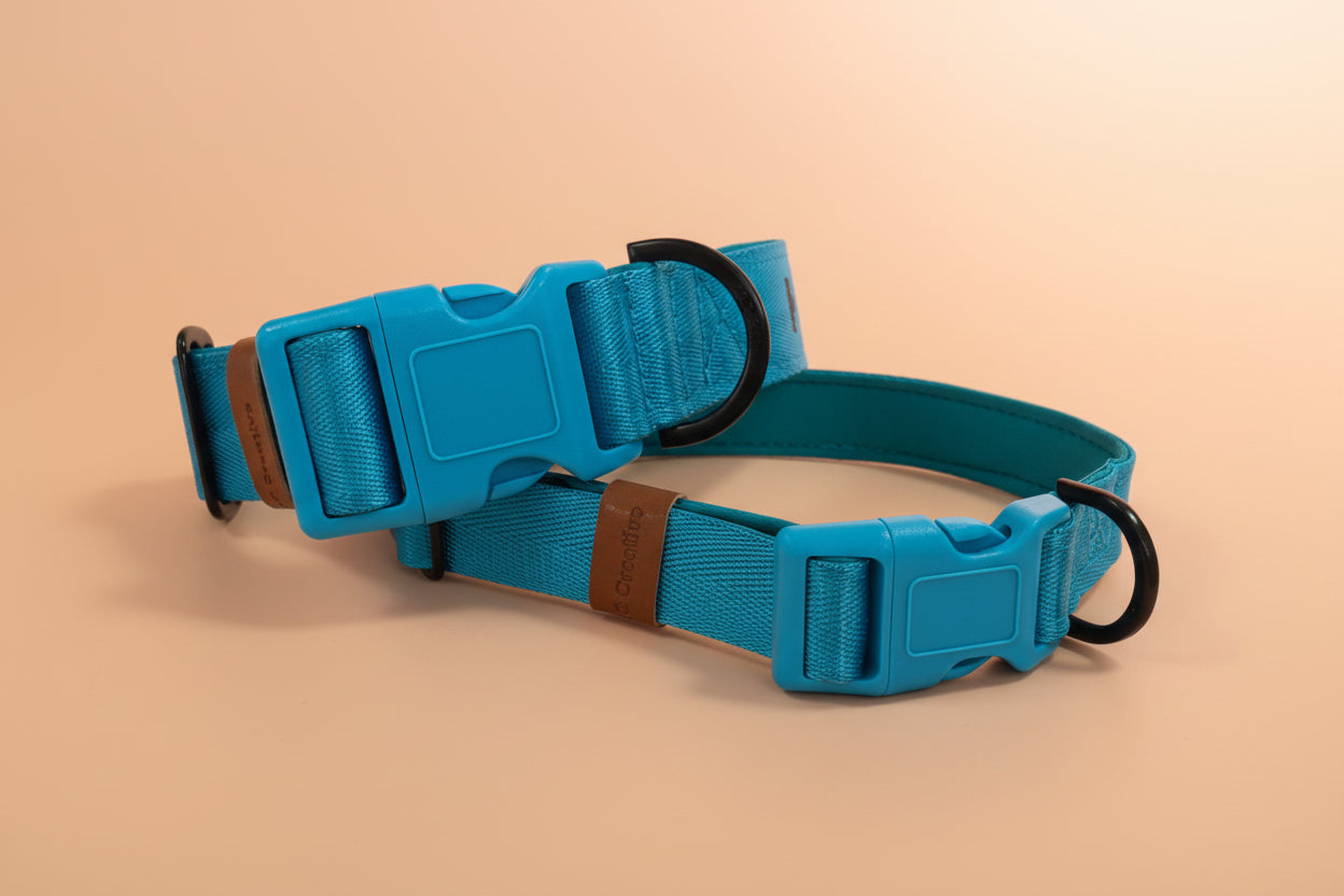 Bright Blue padded dog collar with buckle - Optional name dog collar