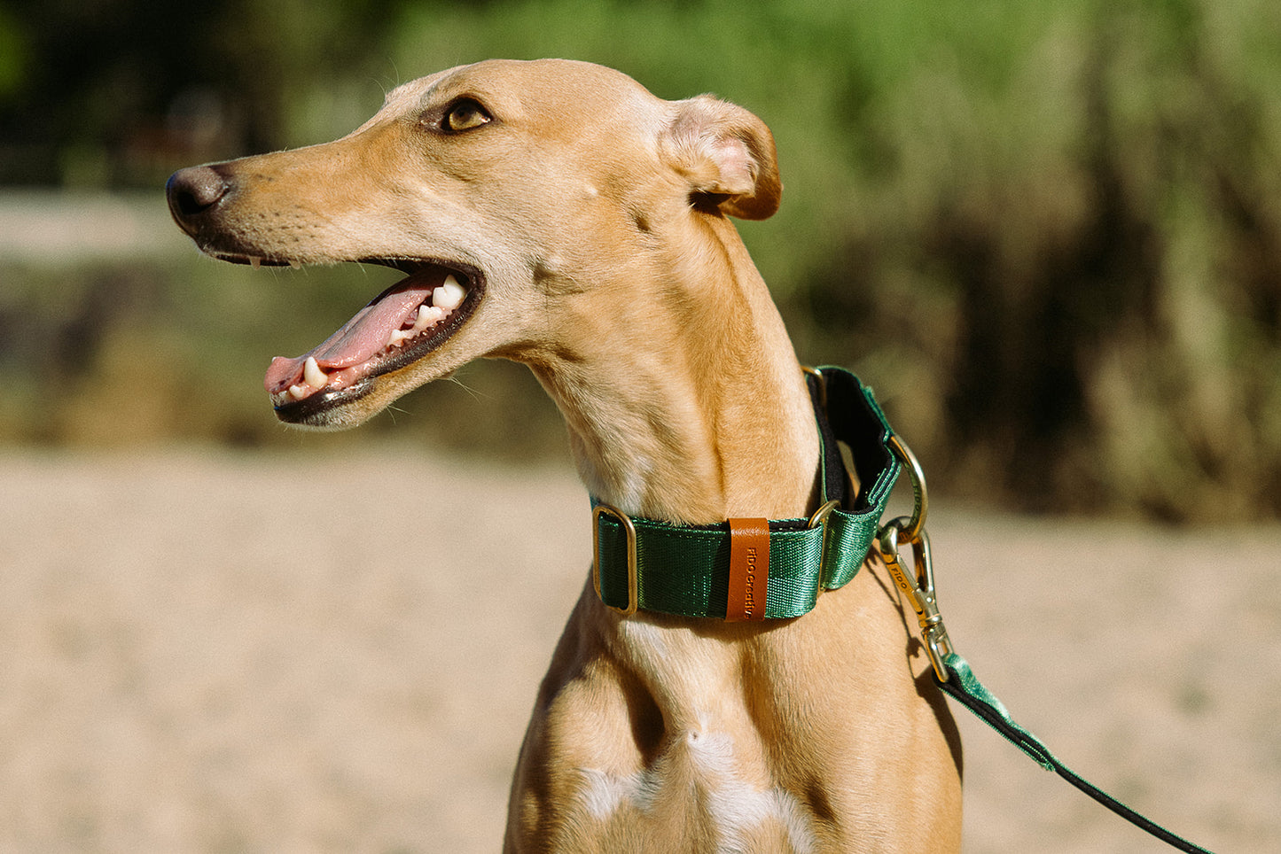 Green Martingale Collar - Padded Dog Collar With Soft Padding, Solid Brass Hardware and optional the option to personalise