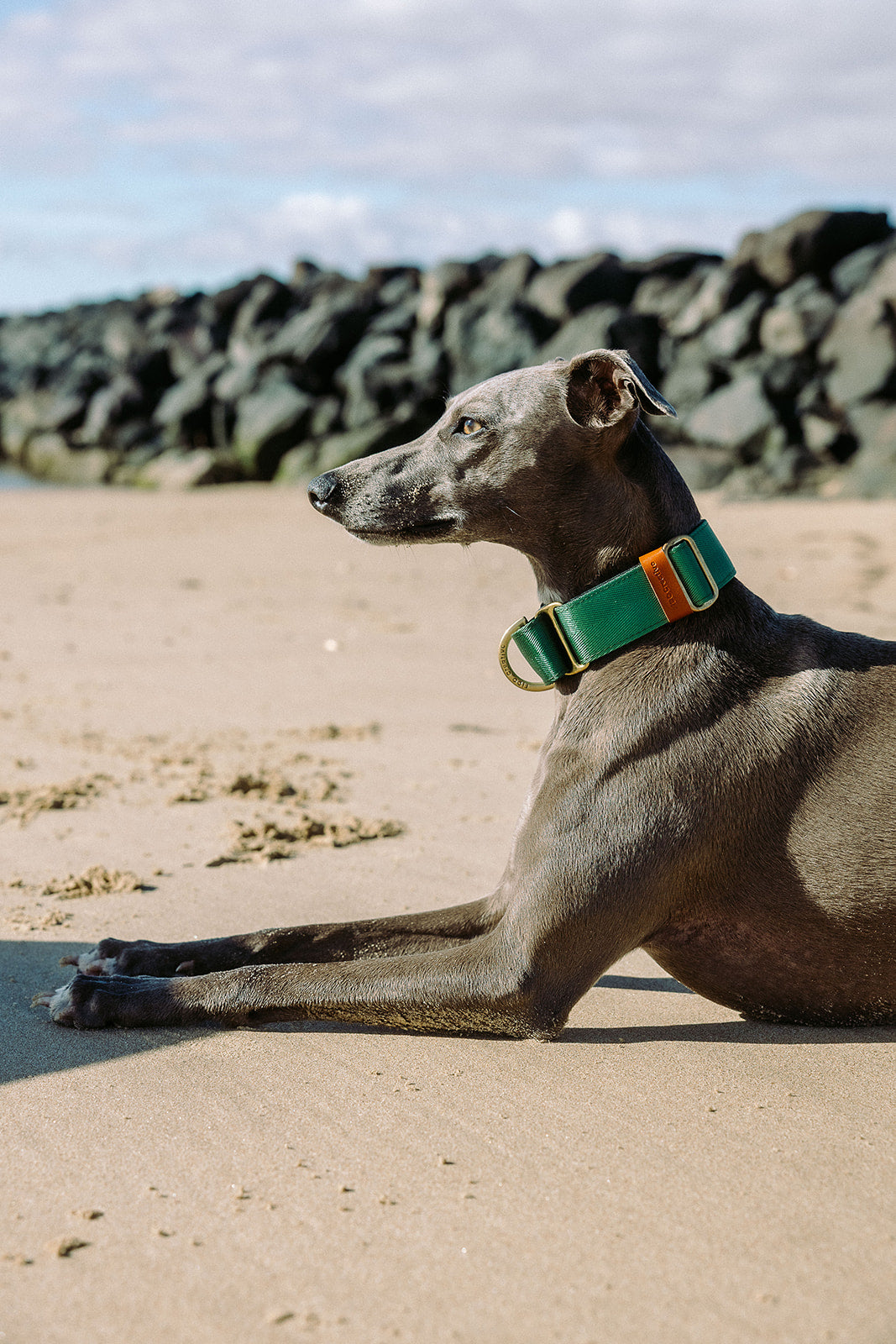 Green Martingale Collar - Padded Dog Collar With Soft Padding, Solid Brass Hardware and optional the option to personalise