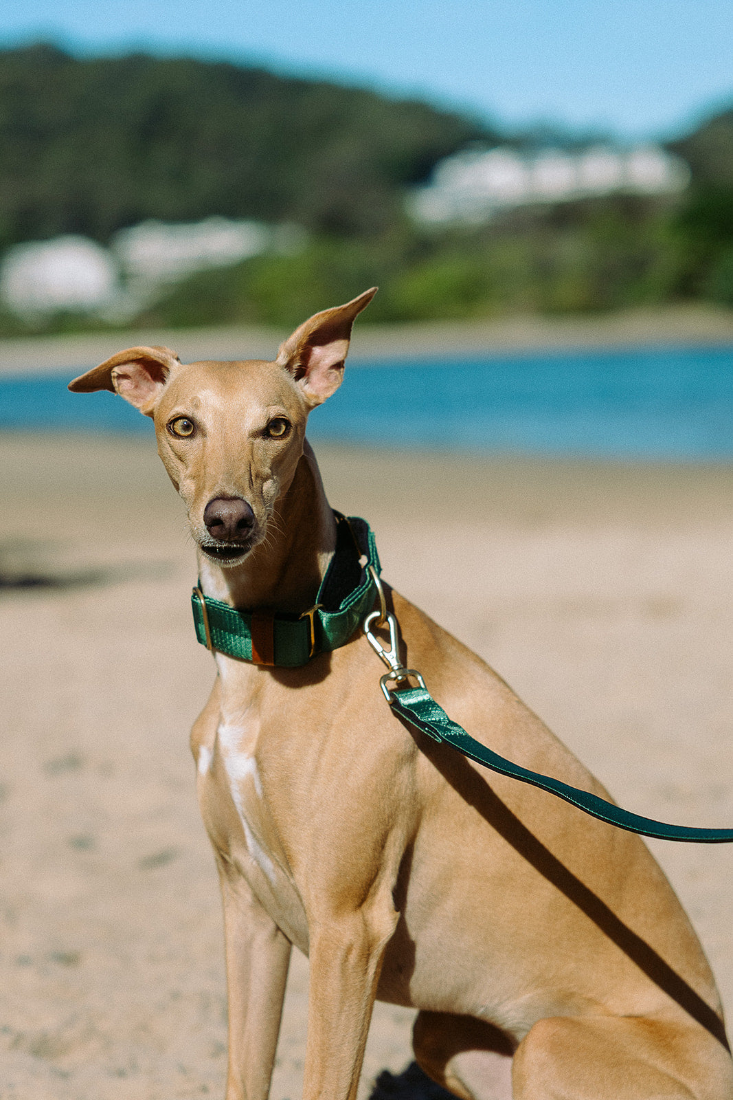 Green Martingale Collar - Padded Dog Collar With Soft Padding, Solid Brass Hardware and optional the option to personalise