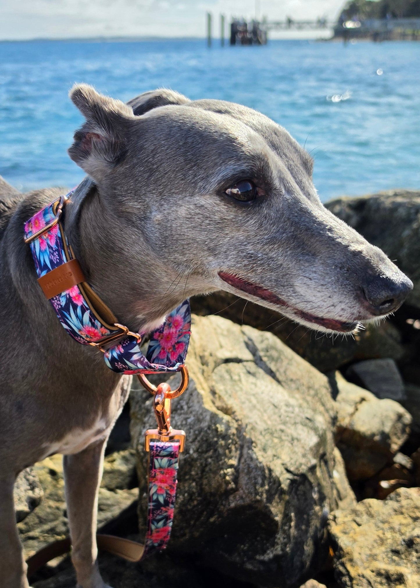 Australian Native Blossom Martingale Collar – Pink Gum Flowers Dog Collar