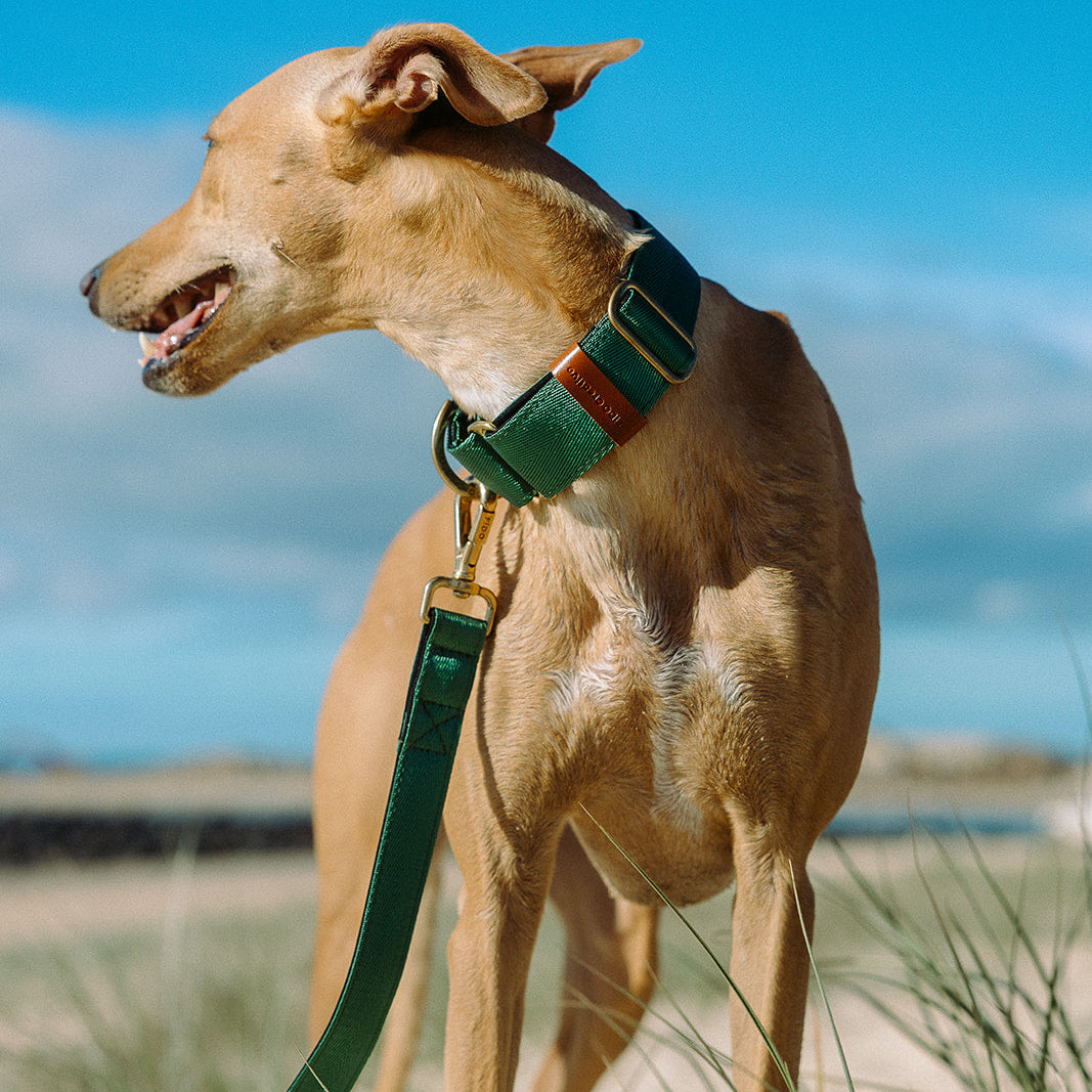 Green Martingale Collar - Padded Dog Collar With Soft Padding, Solid Brass Hardware and optional the option to personalise