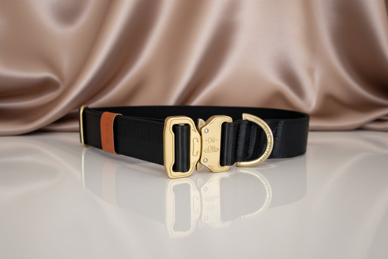 Black dog collar with gold buckle
